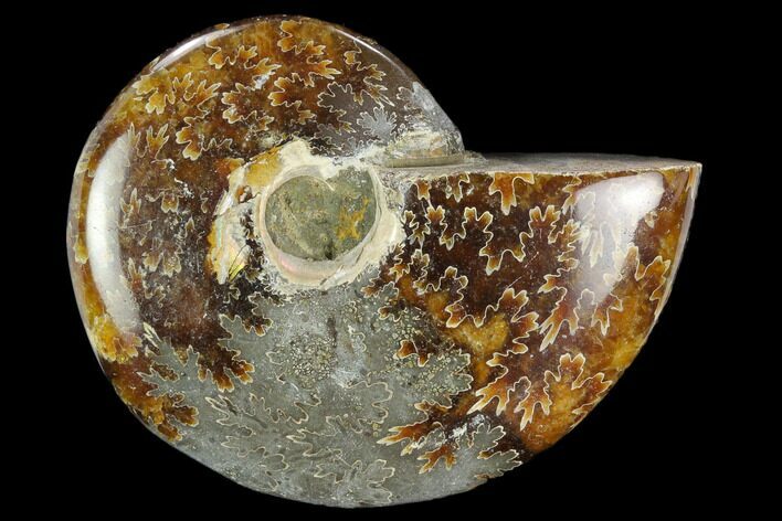 Polished, Agatized Ammonite (Cleoniceras) - Madagascar #119247